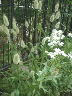 ラグラス オバタス