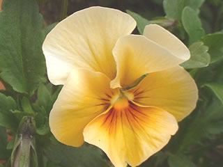 ミニパンジー　ナチュレ ブロンズシェード