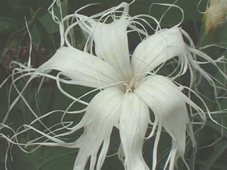 イセナデシコ（伊勢撫子）