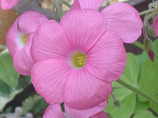 オキザリス ボーウィー