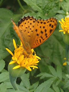 ツマグロヒョウモン(褄黒豹紋）のオス