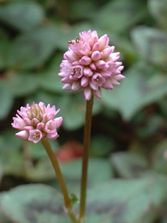 ヒメツルソバ（姫蔓蕎麦）