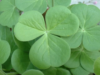 オキザリス　ボーウィーの葉