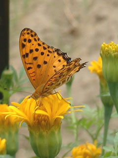 ツマグロヒョウモン(褄黒豹紋）のオス