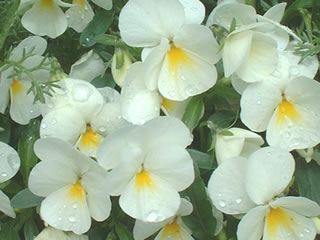 ビオラ キッドクリームスプラッシュ