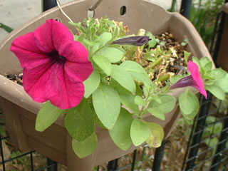 こぼれ種から咲いたクリーピア