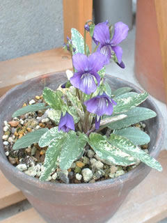 ニシキスミレ（錦菫）