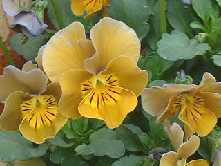 ビオラ ミニオラ・ハートアクア