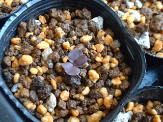 ゲラニウム プラテンセ ‘パープルヘイズ’子葉