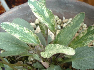 ニシキスミレの葉