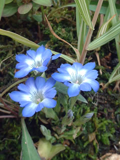 ハルリンドウ（春竜胆）