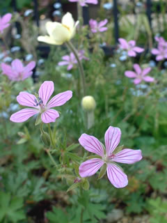 ゲラニウム・アスフォデロイデスとアネモネ