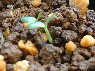 ビオラ ソロリアの子葉