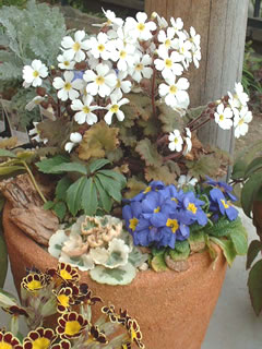 プリムラ シネンシス（2年目）