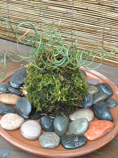 ラセンイ（ユンカス・スパイラル）