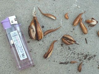 オキザリス　ボーウィーの球根