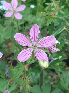 ゲラニウム アスフォデロイデス