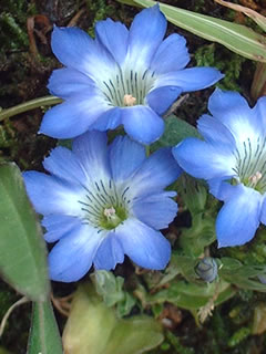 ハルリンドウ（春竜胆）