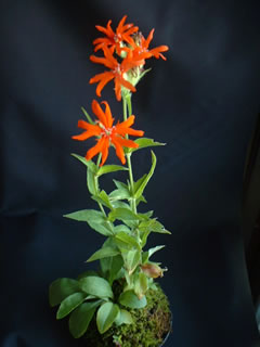 エゾセンノウ（蝦夷仙翁）