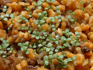 大文字草（園芸品種）の子葉