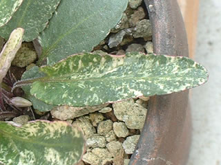 ニシキスミレの葉