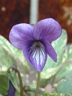 ニシキスミレの花