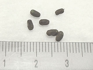 ゲラニウム プラテンセ パープルヘイズの種