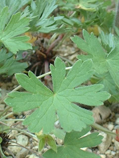 ゲラニウム・アスフォデロイデスの葉