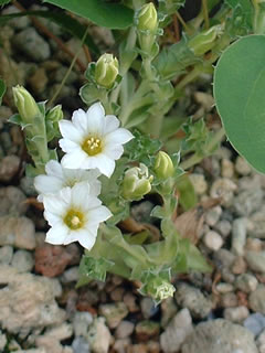 コケリンドウ（苔竜胆）白花