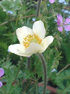 タネから育てたアネモネ