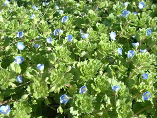 オオイヌフグリ　オオイヌノフグリ