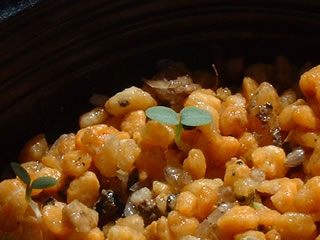 黄花カナダオダマキ（Aquilegia canadensis Corbett）の子葉