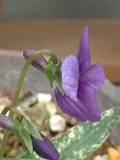 ニシキスミレの距