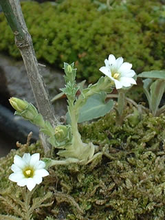 コケリンドウ（苔竜胆）