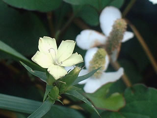 ダイアンサス ナッピー