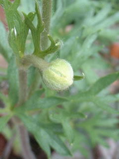 アネモネ パルマータ 蕾