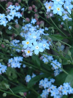 ワスレナグサ（勿忘草）