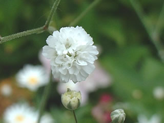 宿根カスミソウ