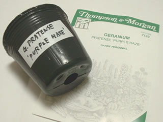 ゲラニウム プラテンセ パープルヘイズの種まき