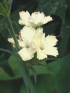 ダイアンサス ナッピー（黄花ナデシコ、ホタルナデシコ）