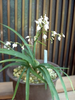 ケイビラン（鶏尾蘭）