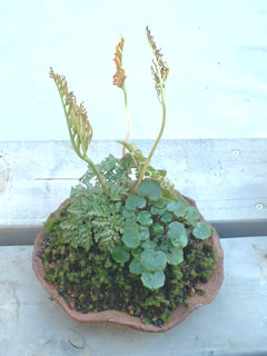 フユノハナワラビ（冬の花蕨）