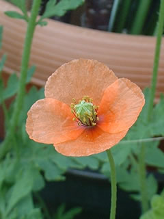 ナガミヒナゲシ（長実雛芥子）