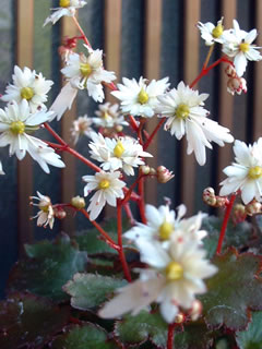 大文字草 「雪輪」