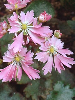 大文字草 ‘天女の舞’