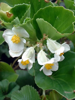 ベゴニア センパフローレンス（白）