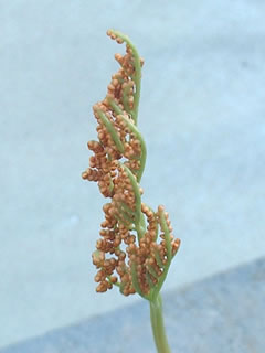 フユノハナワラビ（冬の花蕨）