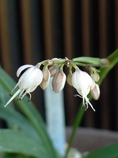 ヤクシマケイビラン（屋久島鶏尾蘭）