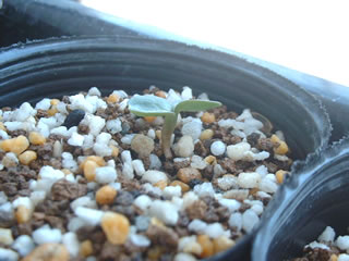 ヘレボルス コルシカスの子葉