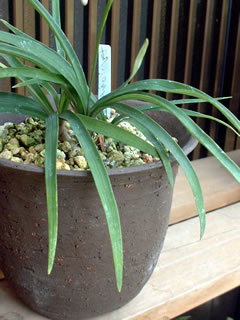 ヤクシマケイビラン（屋久島鶏尾蘭）